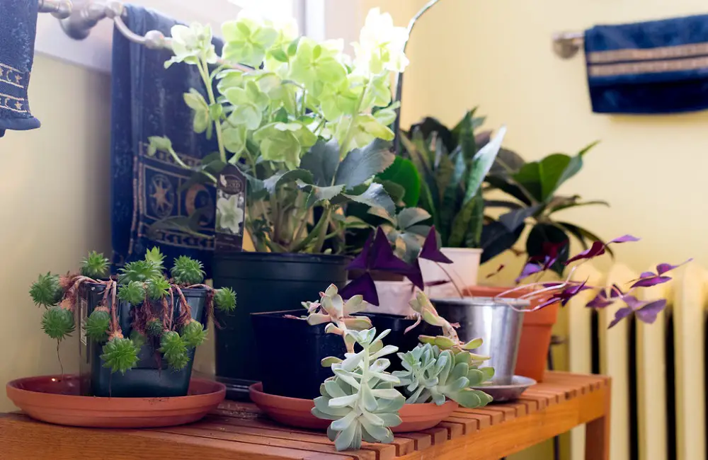 Shower Plants