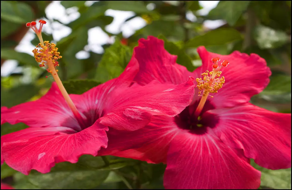 hibiscus-plant-care